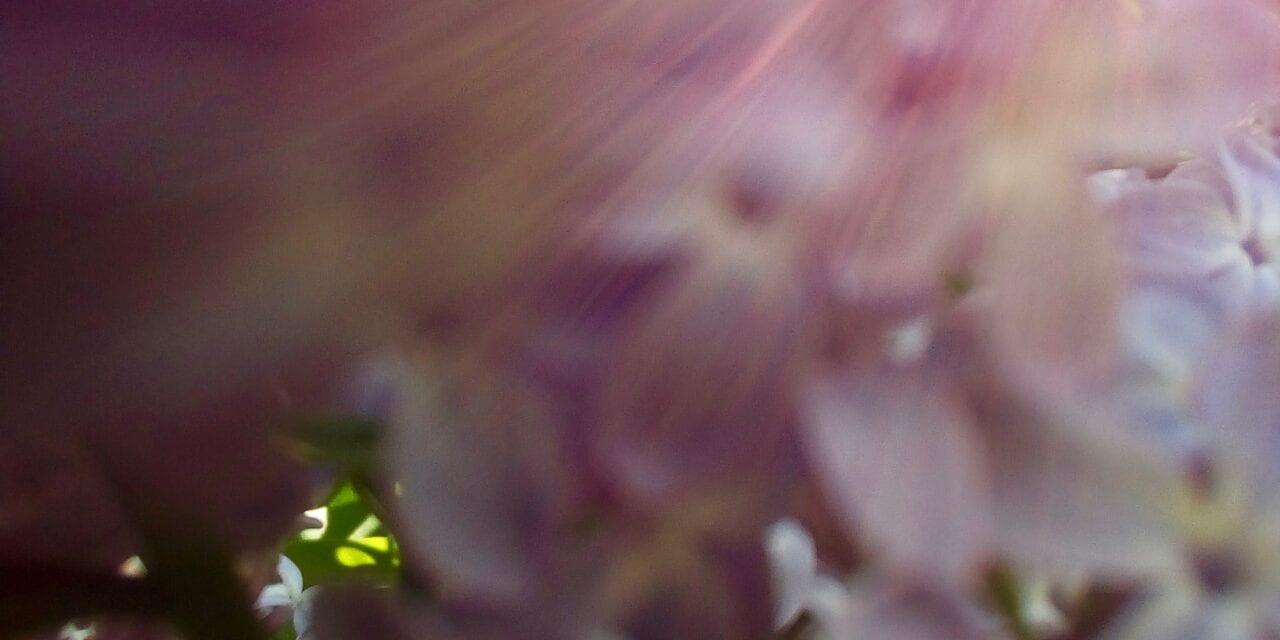 Lilac Winds