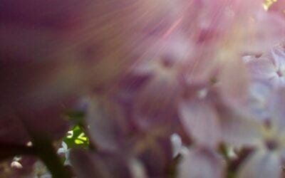 Lilac Winds