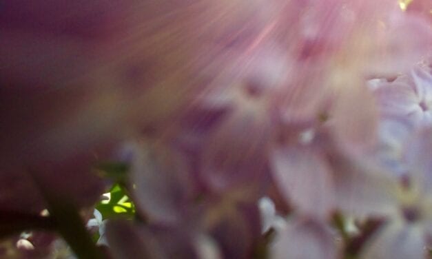 Lilac Winds